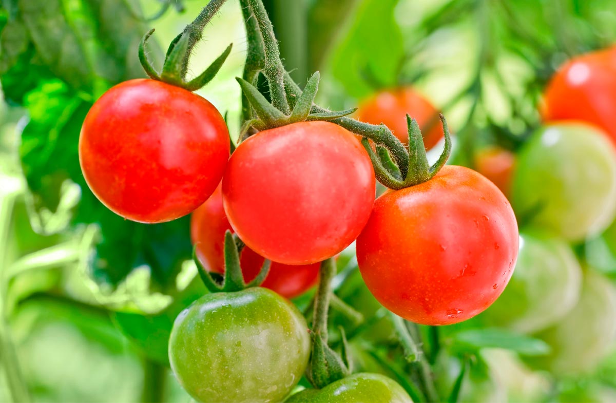 tomaty-cherri (1)