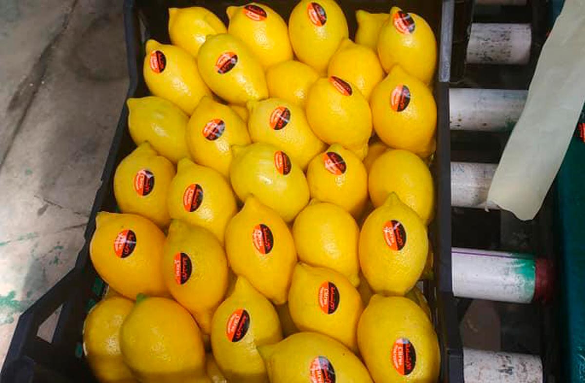lemon