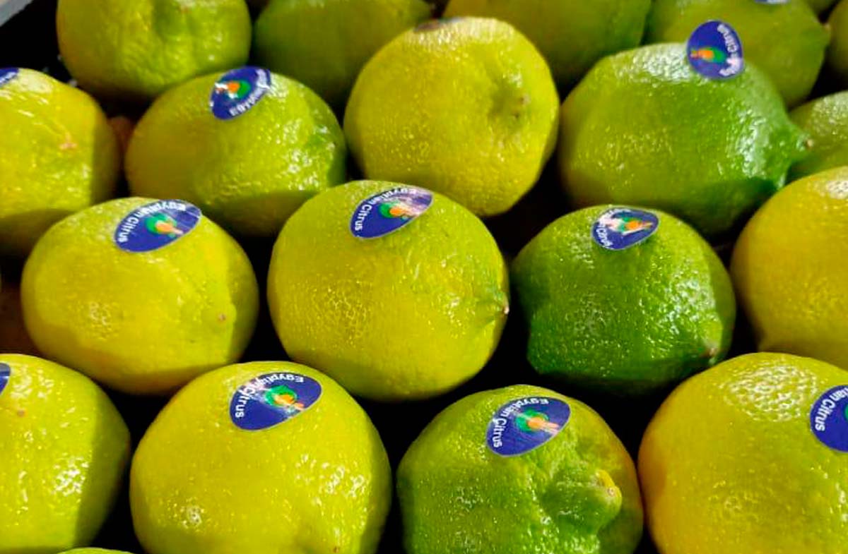 limon-iz-egipta-2