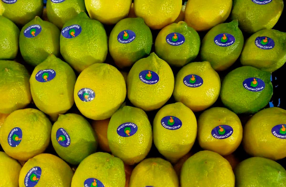 limon-iz-egipta-3