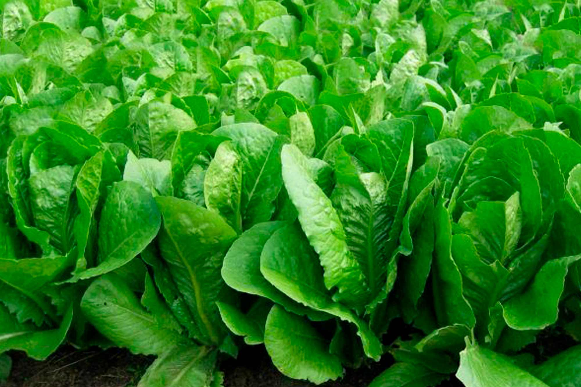 salat-romen (2)