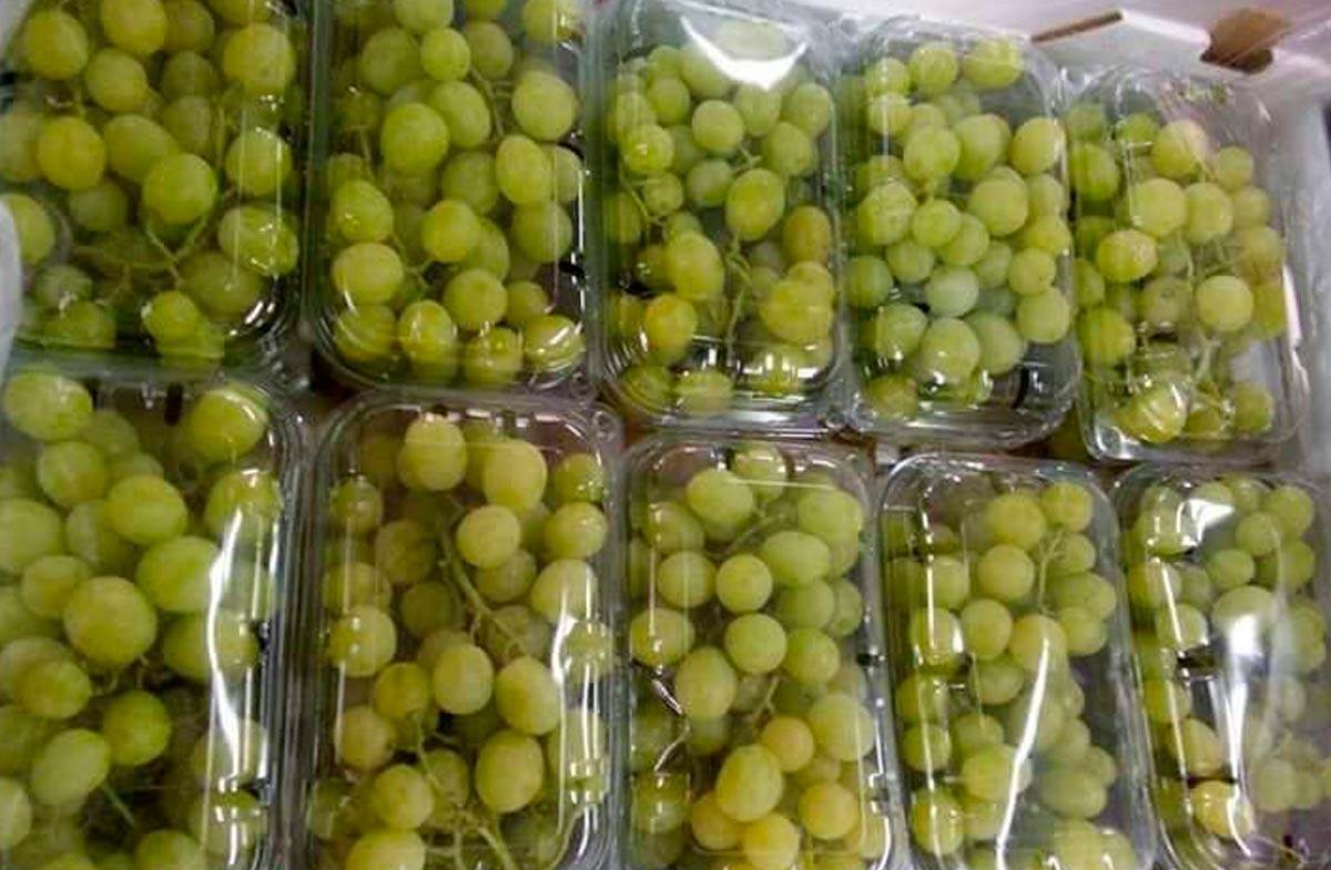 vinograd-iz-egipta (1)