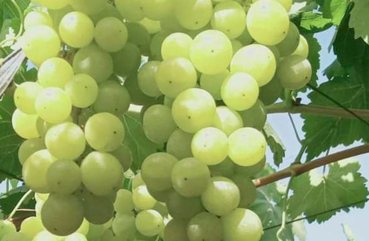vinograd-iz-egipta (3)