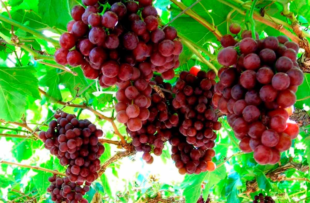 vinograd-iz-egipta-3